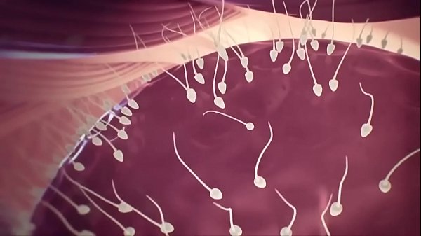 Document how to get pregnant quickly